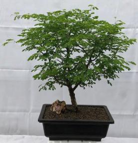 Flowering Brazilian Raintree Bonsai Tree<br><i>(pithecellobium tortum)</i>