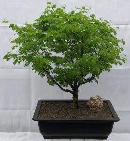 Flowering Brazilian Raintree Bonsai Tree<br><i>(pithecellobium tortum)</i>