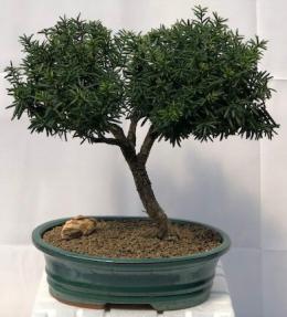 Japanese Yew Bonsai Tree<br><i>(taxus baccata)</i>