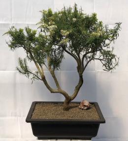 Flowering Japanese Andromeda Bonsai Tree<br><i>(pieris japonica variegata)</i>