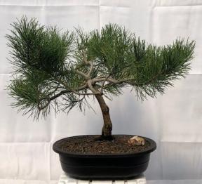 Contorted Eastern White Pine Bonsai Tree<br><i>(pinus strobus 'Contorta')</i>