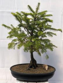 Serbian Spruce Bonsai Tree<br><i>(picea omorika)</i>