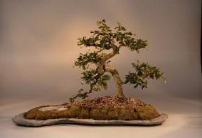 Fukien Tea Bonsai Tree<br><i>(carmona)</i>