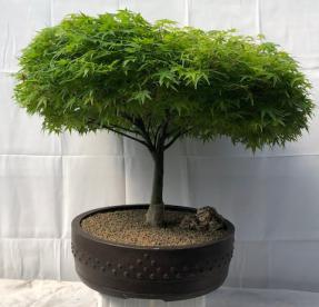 Japanese Green Maple Bonsai Tree<br><i>(acer palmatum)</i>