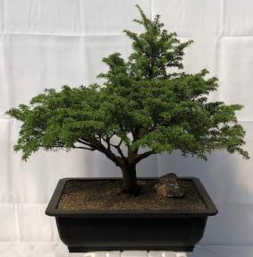 Japanese Hemlock Bonsai Tree<br><i>(Tsuga Sieboldii)</i>