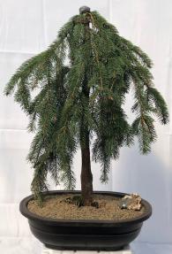 Weeping White Spruce Bonsai Tree<br><i>(picea glauca pendula)