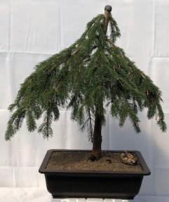 Weeping White Spruce Bonsai Tree <br><i>(picea glauca pendula)</i>