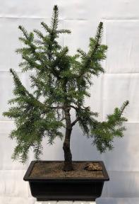 Weeping Serbian Spruce Bonsai Tree <br><i>(Picea omorika 'Pendula)</i>
