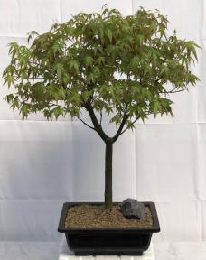 Japanese Green Maple Bonsai Tree<br><i>(acer palmatum)</i>