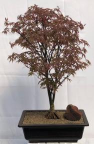 Japanese Red Maple Bonsai Tree<br><i>Exposed Roots<br>(acer palmatum 'Rhode Island Red)</i>