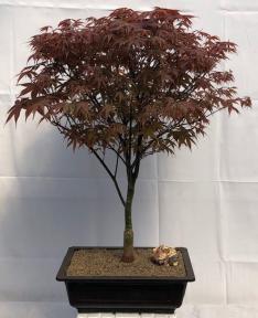 Japanese Red Maple Bonsai Tree<br><i>(acer palmatum 'Rhode Island Red)</i>