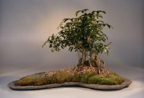 Hawaiian Umbrella Bonsai Tree<br><i>(arboricola schefflera)</i>