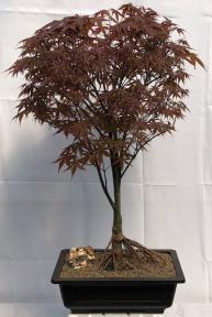 Japanese Red Maple Bonsai Tree<br><i>Exposed Roots<br>(acer palmatum 'Rhode Island Red)</i>