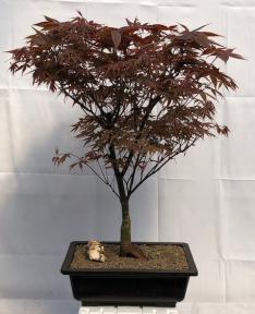 Japanese Red Maple Bonsai Tree<br><i>(acer palmatum 'Rhode Island Red)</i>