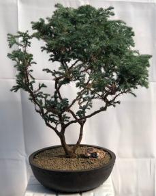 Silver Cypress Bonsai Tree<br><i>(chamecyparis pisifera 'boulevard')</i>