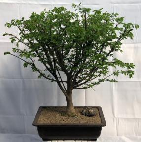 Flowering Burning Bush Bonsai Tree<br><i>(euonymous)</i>