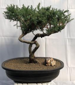 Juniper Bonsai Tree <br><i></i>(Juniperus Chinensis parsonii)