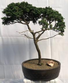 Tsukomo Cypress Bonsai Tree<br>Trained in Jin Style<br><i>(chamaecyparis pisifera tsukomo)</i>