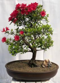 Flowering Chinzan Azalea Bonsai Tree<br>Curved Trunk Style<br><i>(azalea satsuki 'chinzan')</i>