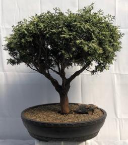 Plume Cypress Bonsai Tree<br><i>(chamecyparis pisifera plumosa)</i>