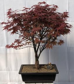 Japanese Red Maple Bonsai Tree<br><i>(acer palmatum 'Rhode Island Red)</i>