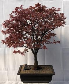 Japanese Red Maple Bonsai Tree<br><i>(acer palmatum 'Rhode Island Red)</i>