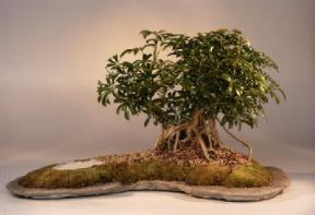 Hawaiian Umbrella Bonsai Tree<br><i>(arboricola schefflera)</i>