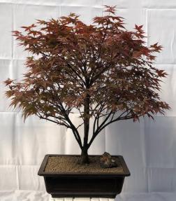 Japanese Red Maple Bonsai Tree<br><i>(acer palmatum 'Rhode Island Red)</i>