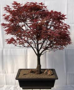 Japanese Red Maple Bonsai Tree<br><i>(acer palmatum 'Rhode Island Red)</i>