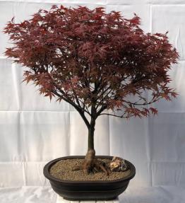 Japanese Red Maple Bonsai Tree<br><i>(acer palmatum 'Rhode Island Red)</i>