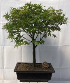 Japanese Green Maple Bonsai Tree <br><i>(acer palmatum)</i>