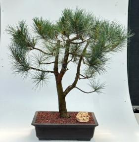 Japanese Black Pine Bonsai Tree<br><i>(pinus thunbergii 'mikawa')</i>