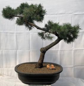Austrian Pine Bonsai Tree <br><i>(Pinus nigra')</i>