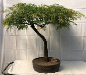 Weeping Japanese Maple Bonsai Tree<br><i>(acer palmatum 'viridis')</i>