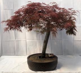 Weeping Red Dragon Japanese Maple Bonsai Tree <br><i>(Acer palmatum dissectum 'Red Dragon')</i>