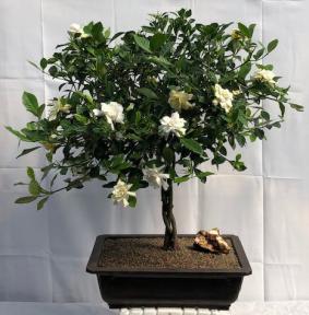 Flowering Gardenia Bonsai Tree <br>Braided Trunk <br><i>(jasminoides miami supreme)</i>