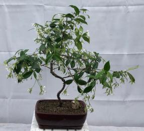 Flowering White Jasmine Bonsai Tree<br> - Curved Trunk Style<br><i>(trachelospermum jasminoides)</i>