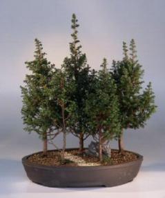 Alaska Cedar Bonsai Tree<br><i>(chamecyparis thoides andelensis 