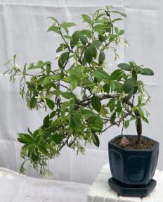 Flowering White Jasmine Bonsai Tree<br> - Cascade Style<br><i>(trachelospermum jasminoides)</i>