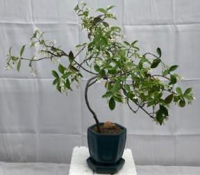 Flowering White Jasmine Bonsai Tree<br> - Cascade Style<br><i>(trachelospermum jasminoides)</i>