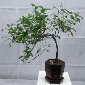 Flowering White Jasmine Bonsai Tree<br> - Cascade Style<br><i>(trachelospermum jasminoides)</i>