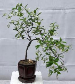 Flowering White Jasmine Bonsai Tree<br> - Cascade Style<br><i>(trachelospermum jasminoides)</i>