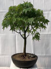 Japanese Green Maple Bonsai Tree <br><i>(acer palmatum)</i>