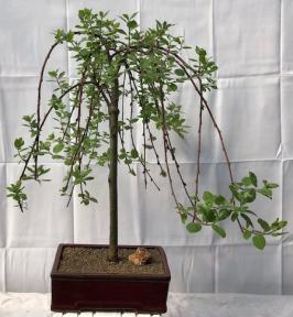 Flowering Weeping Pussy Willow Bonsai Tree<br><i>(salix caprea 'pendula')</i>