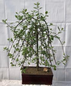 Flowering Weeping Pussy Willow Bonsai Tree<br><i>(salix caprea 'pendula')</i>