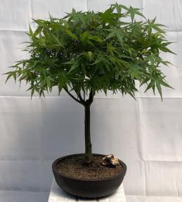 Japanese Green Maple Bonsai Tree <br><i>(acer palmatum)</i>