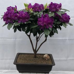 Flowering Purple Passion Rhododendron Bonsai Tree <br><i>(Rhododendron 'Purple Passion')</i>