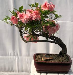 Flowering Azalea Bonsai Tree<br>Semi Cascade<br><i>( Azalea 