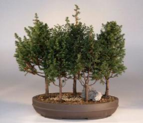 Alaska Cedar Bonsai Tree<br><i>(chamecyparis thoides andelensis 