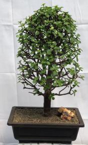 Baby Jade Bonsai Tree<br><i>(Portulacaria Afra)</i>9
